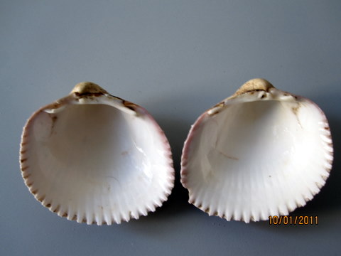 Bivalve mediterraneo!?
